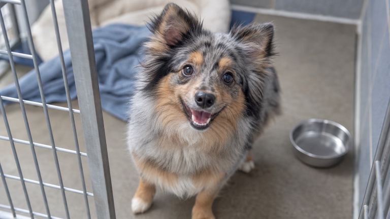 A small fluffy merle mixed-breed dog looking up from a shelter kennel