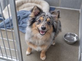 A small fluffy merle mixed-breed dog looking up from a shelter kennel