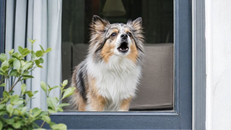 Small fluffy dog at a front window with ears up, mid-bark