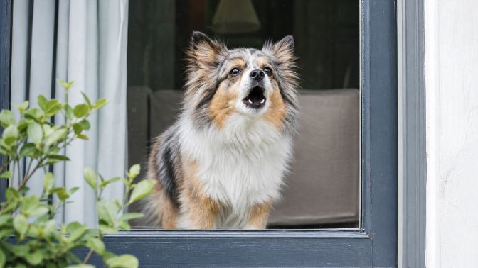 Small fluffy dog at a front window with ears up, mid-bark