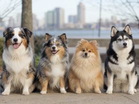 Several small fluffy dogs of different builds sitting in a row at a park