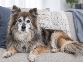 Older small fluffy dog with a graying muzzle resting on a couch