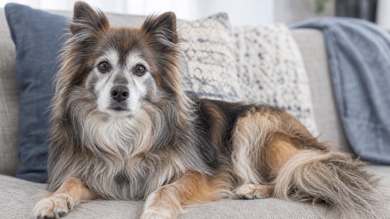 Older small fluffy dog with a graying muzzle resting on a couch