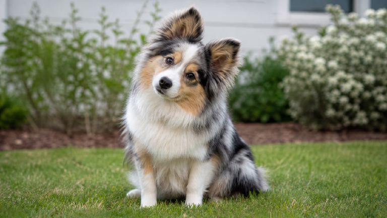 An Aussie Pom sitting on grass with ears up and head tilted